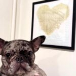 Puppy pees perfect heart on training pad - proud owner frames it as viral 'masterpiece' stuns millions online with fans calling French bulldog Gigi a legend.